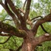 Almost nobody can solve branches riddle but it requires specific approach