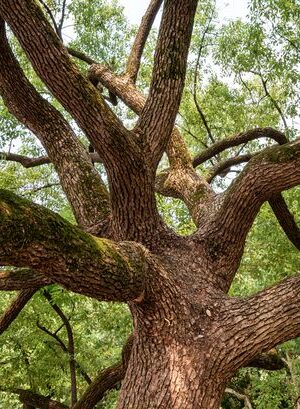 Almost nobody can solve branches riddle but it requires specific approach