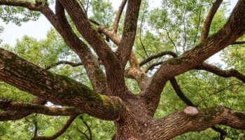 Almost nobody can solve branches riddle but it requires specific approach