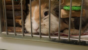 A rabbit rescued by the RSPCA