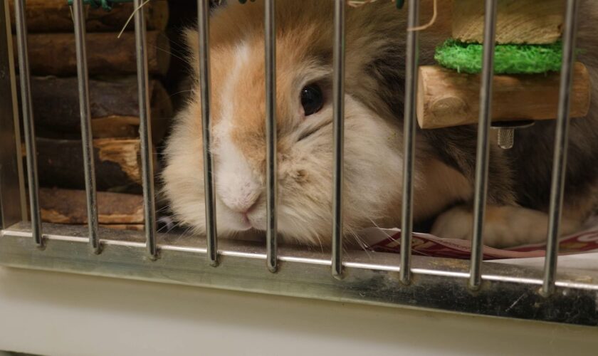 A rabbit rescued by the RSPCA