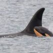 The mother and calf. Pic: Center for Whale Research