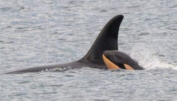 The mother and calf. Pic: Center for Whale Research