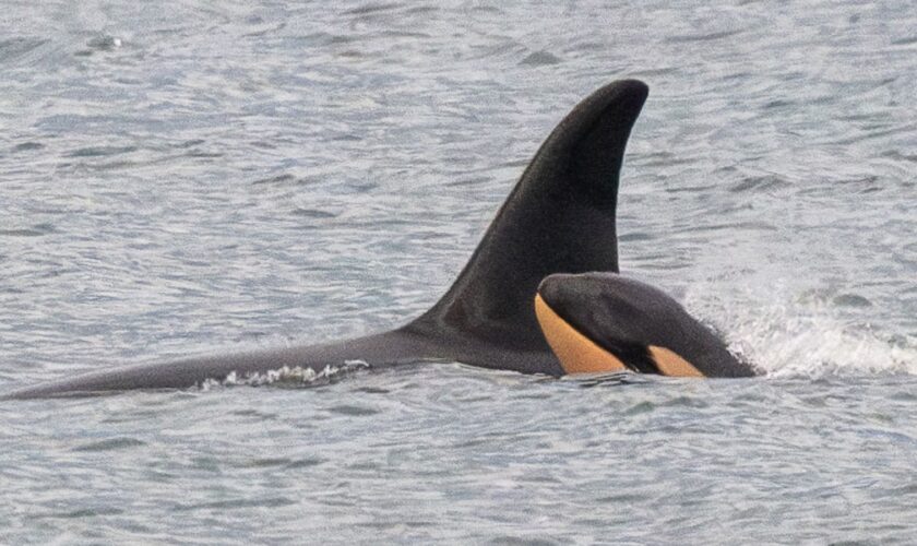 The mother and calf. Pic: Center for Whale Research