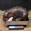 A Virginia zoo welcomes newborn pygmy hippopotamus as year ends