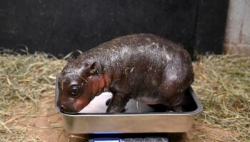 A Virginia zoo welcomes newborn pygmy hippopotamus as year ends