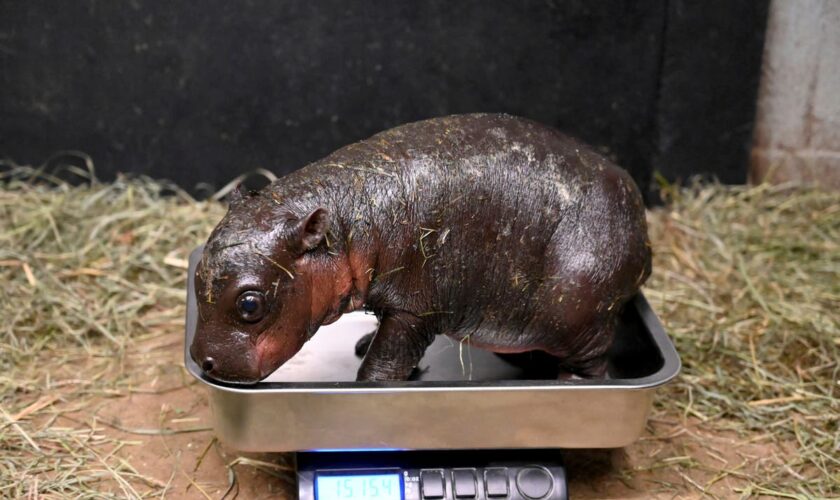 A Virginia zoo welcomes newborn pygmy hippopotamus as year ends