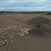 Sheep on the Bower's farm