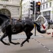 Household Cavalry horses Vida (grey) and Trojan (Black) on the loose bolt through the streets of London near Aldwych. Picture date: Wednesday April 24, 2024.