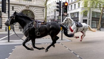 Household Cavalry horses Vida (grey) and Trojan (Black) on the loose bolt through the streets of London near Aldwych. Picture date: Wednesday April 24, 2024.