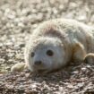 A newborn grey seal pup. Pic: John Miller/National Trust/PA