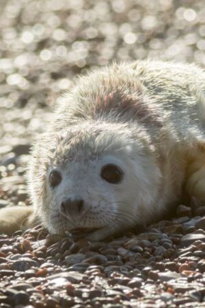 A newborn grey seal pup. Pic: John Miller/National Trust/PA