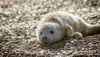 A newborn grey seal pup. Pic: John Miller/National Trust/PA