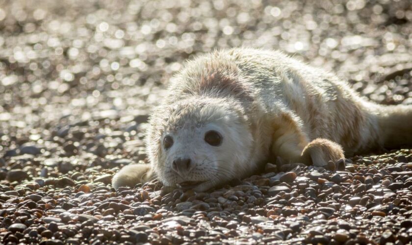 A newborn grey seal pup. Pic: John Miller/National Trust/PA