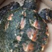 Urlauber haben eine seltene Schildkröte an einem Strand auf der Nordsee-Insel Sylt gefunden. Foto: -/Polizeidirektion Flensburg/