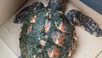 Urlauber haben eine seltene Schildkröte an einem Strand auf der Nordsee-Insel Sylt gefunden. Foto: -/Polizeidirektion Flensburg/