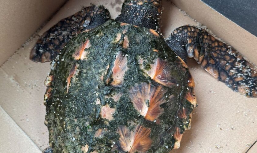 Urlauber haben eine seltene Schildkröte an einem Strand auf der Nordsee-Insel Sylt gefunden. Foto: -/Polizeidirektion Flensburg/