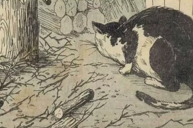 Only those with sharp eyes can spot the scared mouse hiding from cat in baffling image