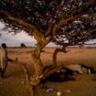 La fille de la passeuse et autres contes du golfe d’Aden