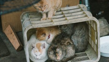 Ao-shima: l'île aux chats japonaise frappée par la crise démographique