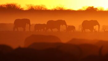 Safaritourismus in Afrika: Warum Elefanten in Botswana zum Problem werden