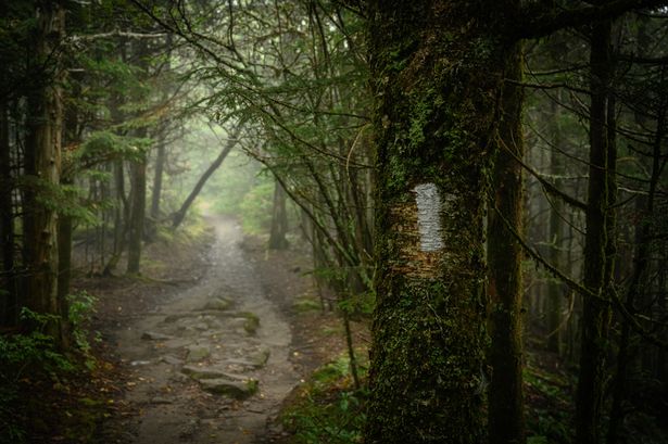 Only those with 'eyes of a sniper' can spot deer hiding in forest within 30 seconds