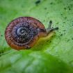 These pea-sized snails were considered extinct for 100 years - now they're being released into the wild