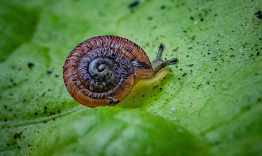 These pea-sized snails were considered extinct for 100 years - now they're being released into the wild