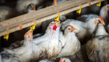 Grippe aviaire : un foyer «hautement pathogène» détecté dans l’Eure dans un élevage de volailles