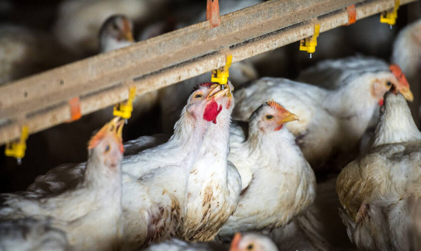 Grippe aviaire : un foyer «hautement pathogène» détecté dans l’Eure dans un élevage de volailles