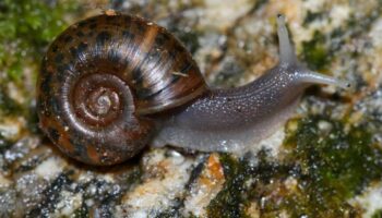 Deux espèces d’escargots menacés d’extinction réintroduits dans leur habitat à Madère