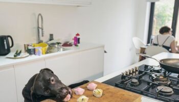 'I refuse to eat anything cooked in a kitchen with a dog - it's disgusting'