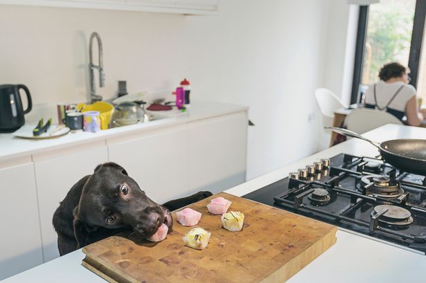 'I refuse to eat anything cooked in a kitchen with a dog - it's disgusting'