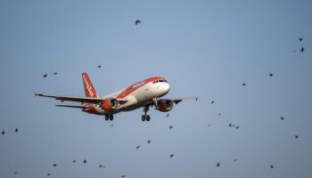 Crash aérien en Corée du Sud : pourquoi les oiseaux restent si dangereux pour les avions près des aéroports