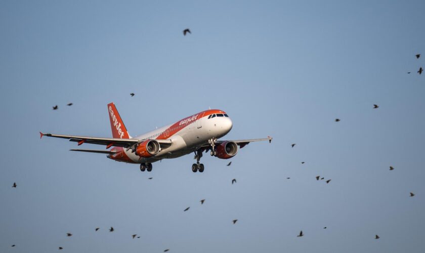 Crash aérien en Corée du Sud : pourquoi les oiseaux restent si dangereux pour les avions près des aéroports