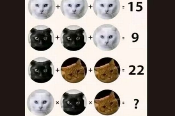 Only people with logical minds can solve this baffling cat brainteaser