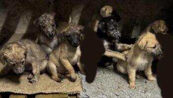 The puppies are still missing. Pic: Dorset Police