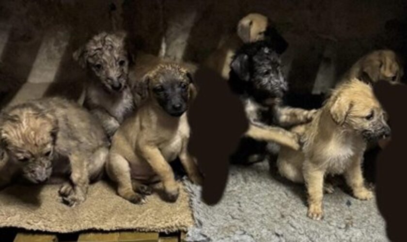 Family ‘devastated’ as seven puppies stolen days after Christmas