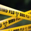 Bird flu outbreak expands, more Michigan poultry facilities exposed to virus