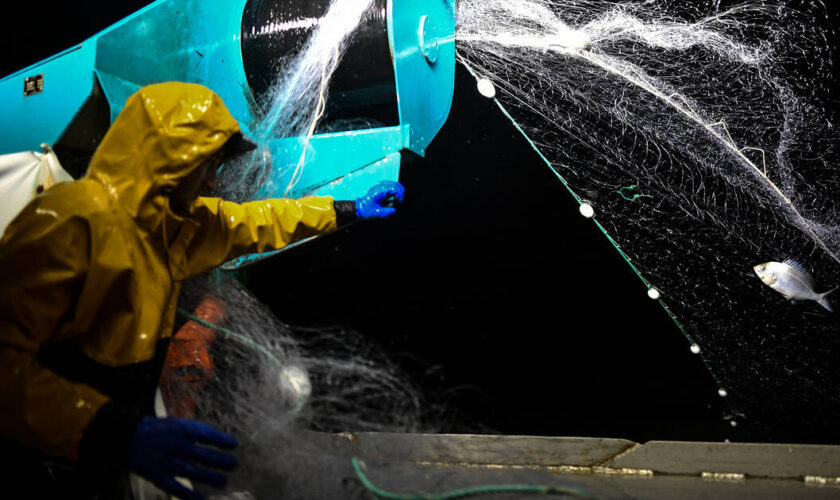 Protection des cétacés : le Conseil d’Etat confirme la fermeture de la pêche dans le golfe de Gascogne