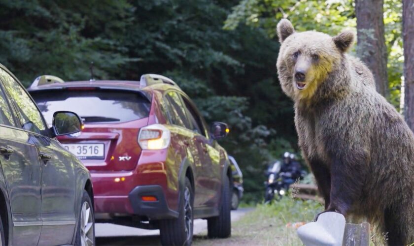 Leichtsinnige Touristen: « Bettelbären » in Rumänien – Touristen riskieren ihr Leben für Fotos