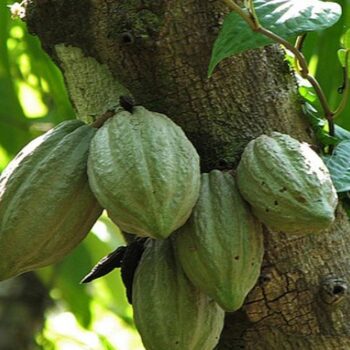 Le café et le cacao bio produits en RDC, bientôt proscrits par l’UE ?