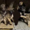 The puppies are still missing. Pic: Dorset Police