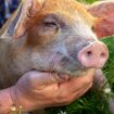 Adopter un cochon : 5 choses à savoir