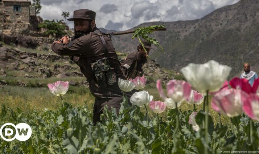 Afghanistan: Ratlosigkeit nach Verbot von Mohnanbau