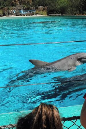 Après la fermeture de Marineland, la nécessaire métamorphose des parcs animaliers