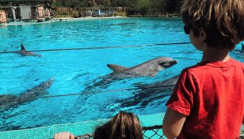 Après la fermeture de Marineland, la nécessaire métamorphose des parcs animaliers