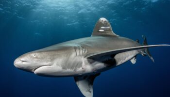 Australie : un homme tué par un requin alors qu’il pêchait dans la Grande Barrière de corail