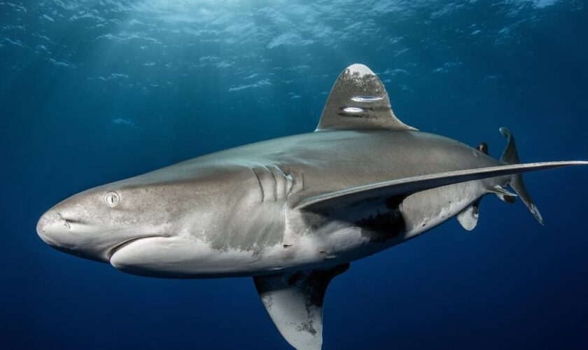 Australie : un homme tué par un requin alors qu’il pêchait dans la Grande Barrière de corail