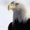 Bald eagle officially declared US national bird after 250 years